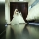 Groom And Bride - VideoHive Item for Sale