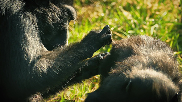 Mother Monkey Plucking Insects Off Baby alt