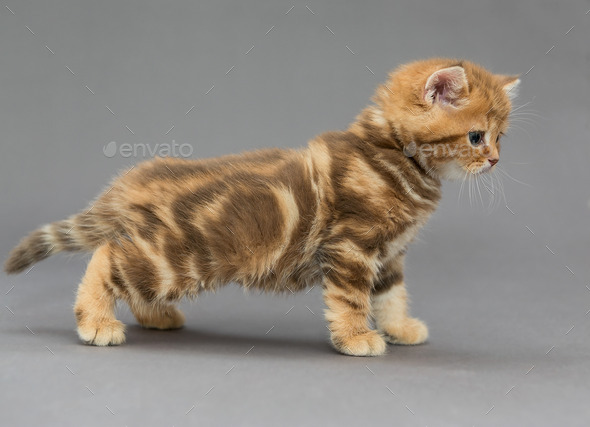 marble tabby kitten