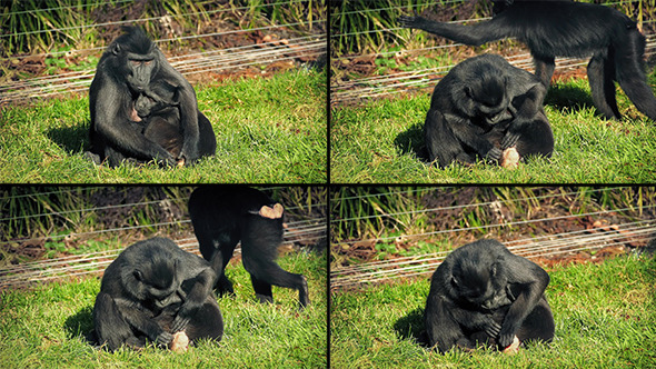 Mother Monkey Looking After Baby alt