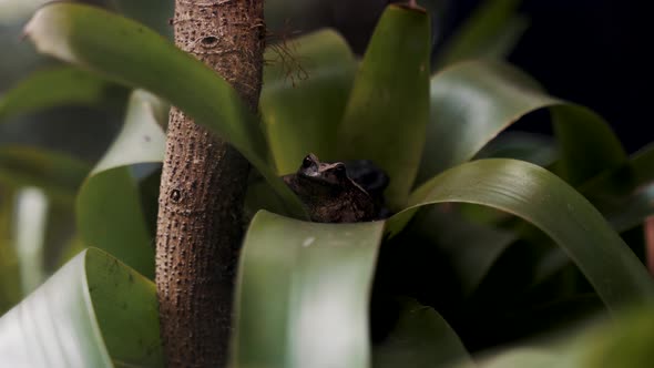 Close Up View Of Frogs Sitting And Hiding In Plants alt