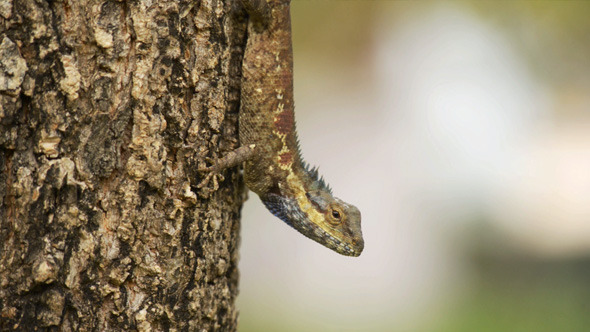 Brown Iguana Posing on Tree in Park