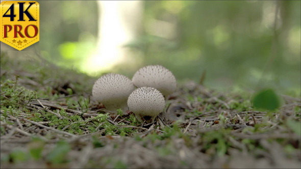 Three White Warted Puffball Mushroom in the Middle alt