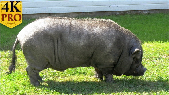 A Mini-Pig Statue alt