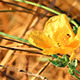 Bright Yellow Flower Bright Yellow Flower - VideoHive Item for Sale