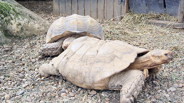 African Tortoise (Geochelone Sulcata)