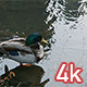 Duck in Central Park Lake - VideoHive Item for Sale