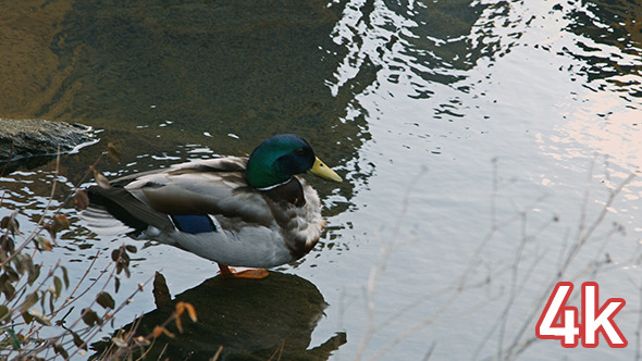 Duck in Central Park Lake