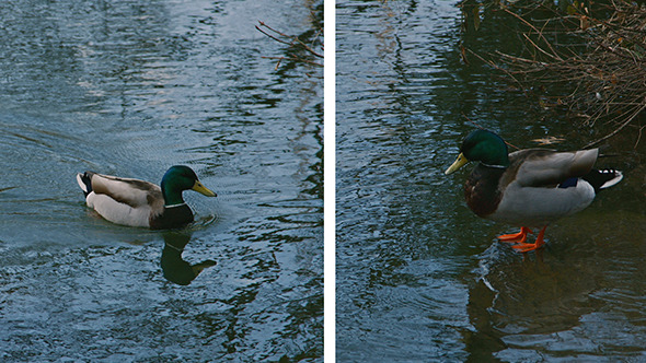 Duck Swimming in Central Park Lake alt