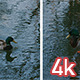 Duck Swimming in Central Park Lake - VideoHive Item for Sale