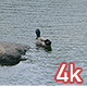 Duck Swimming in Central Park lake - VideoHive Item for Sale
