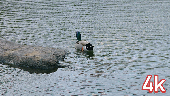 Duck Swimming in Central Park lake