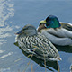 Ducks Sitting in Central Park Lake - VideoHive Item for Sale
