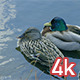 Ducks Sitting in Central Park Lake - VideoHive Item for Sale