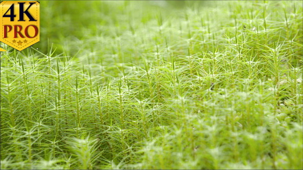 The Greenish Grass on the Swamp alt