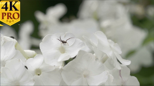 Lots of White Flowers with the Spider and Insects alt