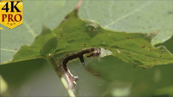 A Hairy Caterpillar is Eating Some Leaf alt