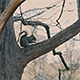 Squirrel in Central Park - VideoHive Item for Sale