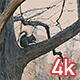 Squirrel in Central Park - VideoHive Item for Sale