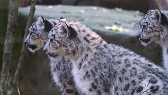 Kitten of snow leopard - Irbis (Panthera uncia) watches the neighborhood.