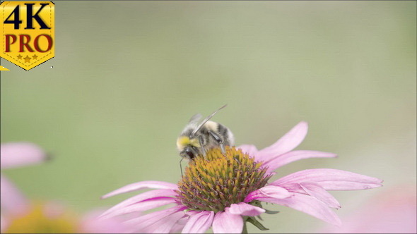 A Black Bee on Top of Purple Cornflower Plant alt