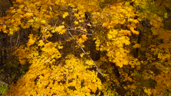 Fly Around Autumn Tree, Close Up