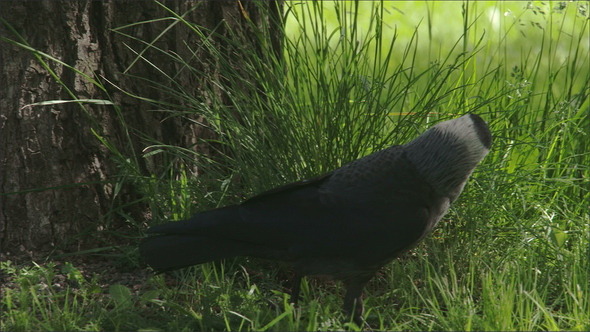 A Black Jackdaw Hopping alt
