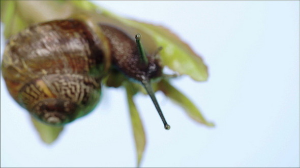 View of the Snail alt