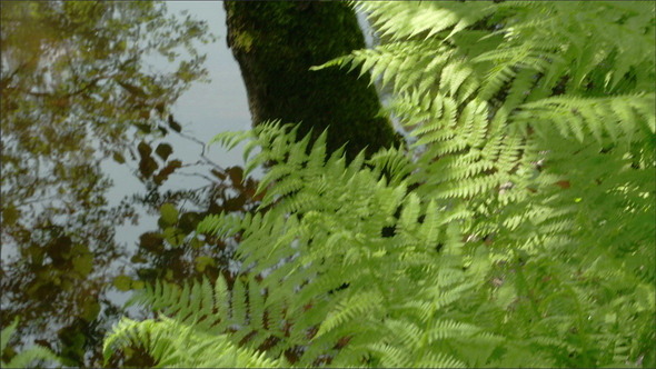 Green Ferns on the Forest alt