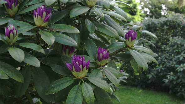 Lots of Rhododendron Flowers on the Park alt