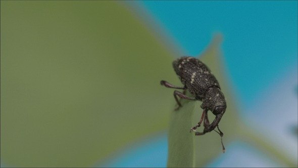Black Large Weevil Crawling on the Leaf alt