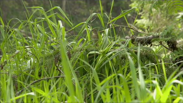 A Chaffinch Bird Hopping alt