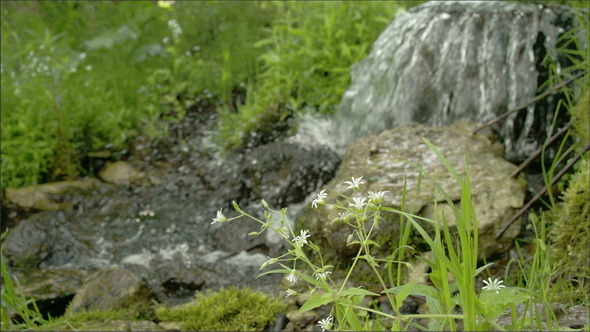 A Stellaria Flower Near the Lake alt