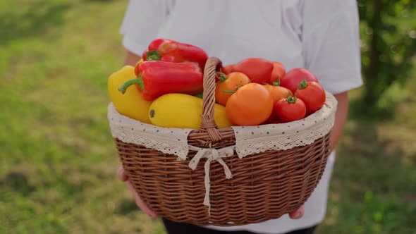 Female farmer hold basket with vegetables closeup. Caucasian woman holding vegetable tomatoes alt