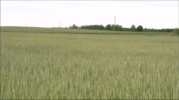 The View of the Field with Wheat Grass alt