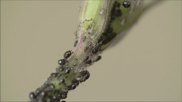 An Aphid Crawling on the Stem alt