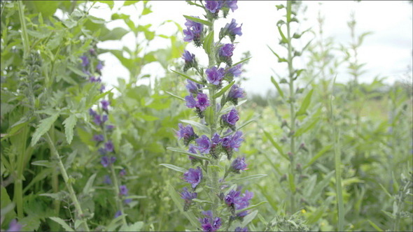 A Blueweed Plant in a Garden alt