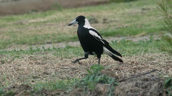 SLOW MOTION Australian Black And White Magpie Grazing For Food alt