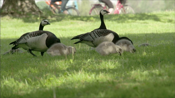 Couple of Barnacle Goose on the Grass alt