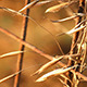 Old Grass Old Grass - VideoHive Item for Sale
