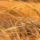 Leaves of Grass Leaves of Grass - VideoHive Item for Sale