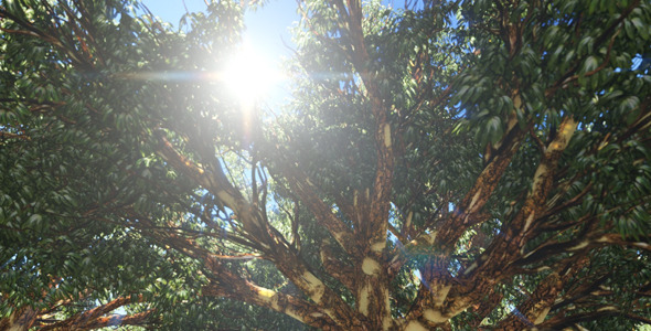 Sun Rays Through Tree Branch 01