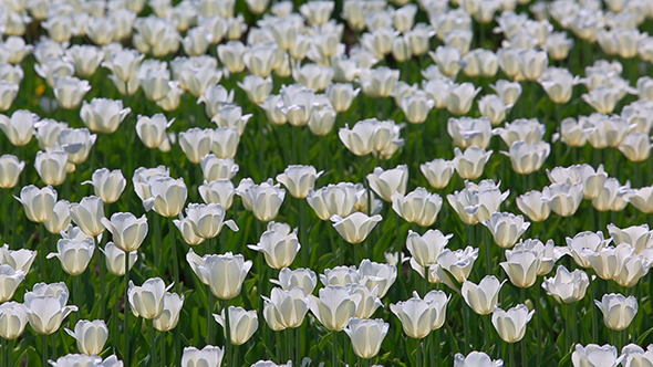 Field Of White Tulips alt