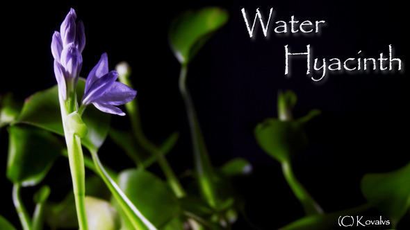Water Hyacinth alt