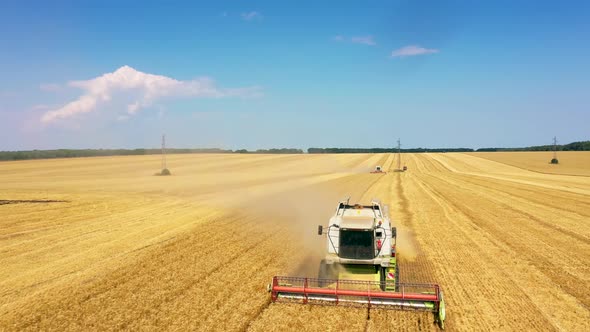 Top View From The Drone: Combine Collecting The Golden Ripe Wheat