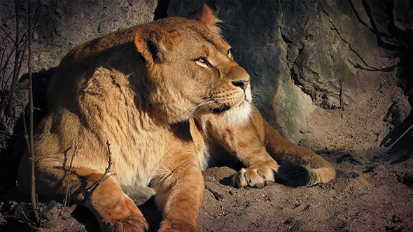 Lioness Resting In Cave On Hot Day alt