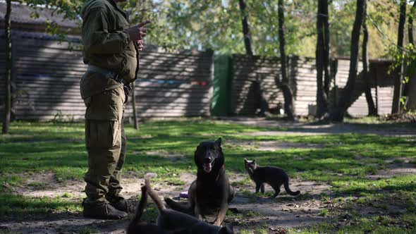 Portrait of Obedient Malinois Sitting Lying Down Listening Command of Trainer with Cats Running alt