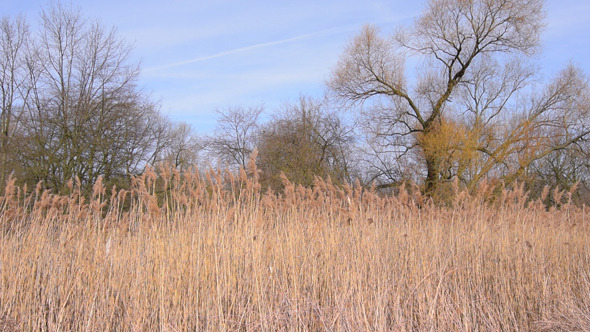 Reeds and Tree alt