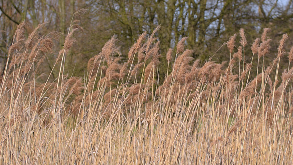 Reeds alt