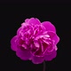 Time-lapse of opening pink peony flower  - VideoHive Item for Sale